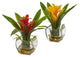 Bromeliad Pair With Glass Vase Arrangement in Red and Yellow, Set of 2