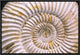 "Fossil of Ammonite, Madagascar" Framed Canvas Giclee by Pete Oxford, 19x13"
