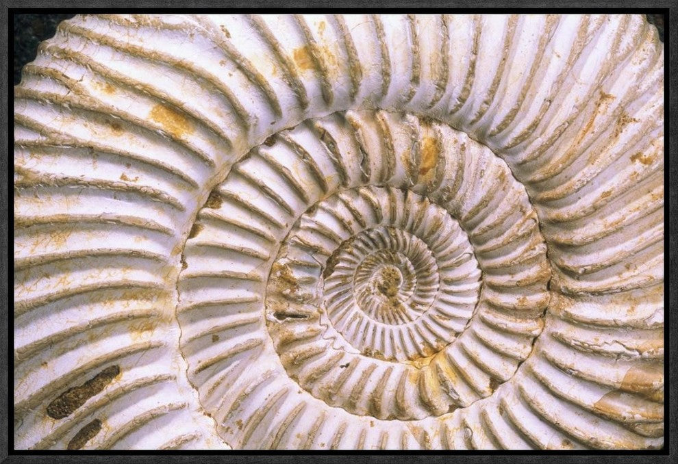 "Fossil of Ammonite, Madagascar" Framed Canvas Giclee by Pete Oxford, 19x13"