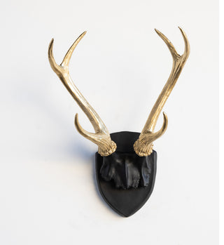 Deer Antler Mount, White Antlers And Plaque, Black, Gold