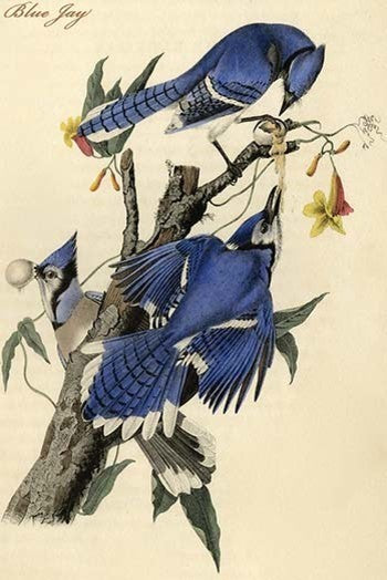 Blue Jay - Canvas Poster 20" x 30"
