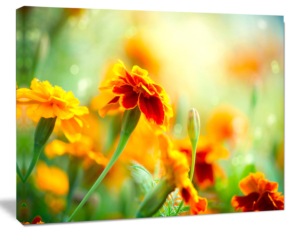 Orange Tagetes Marigold Flowers, Floral Canvas Art Print, 60"x28"
