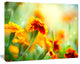 Orange Tagetes Marigold Flowers, Floral Canvas Art Print, 60"x28"