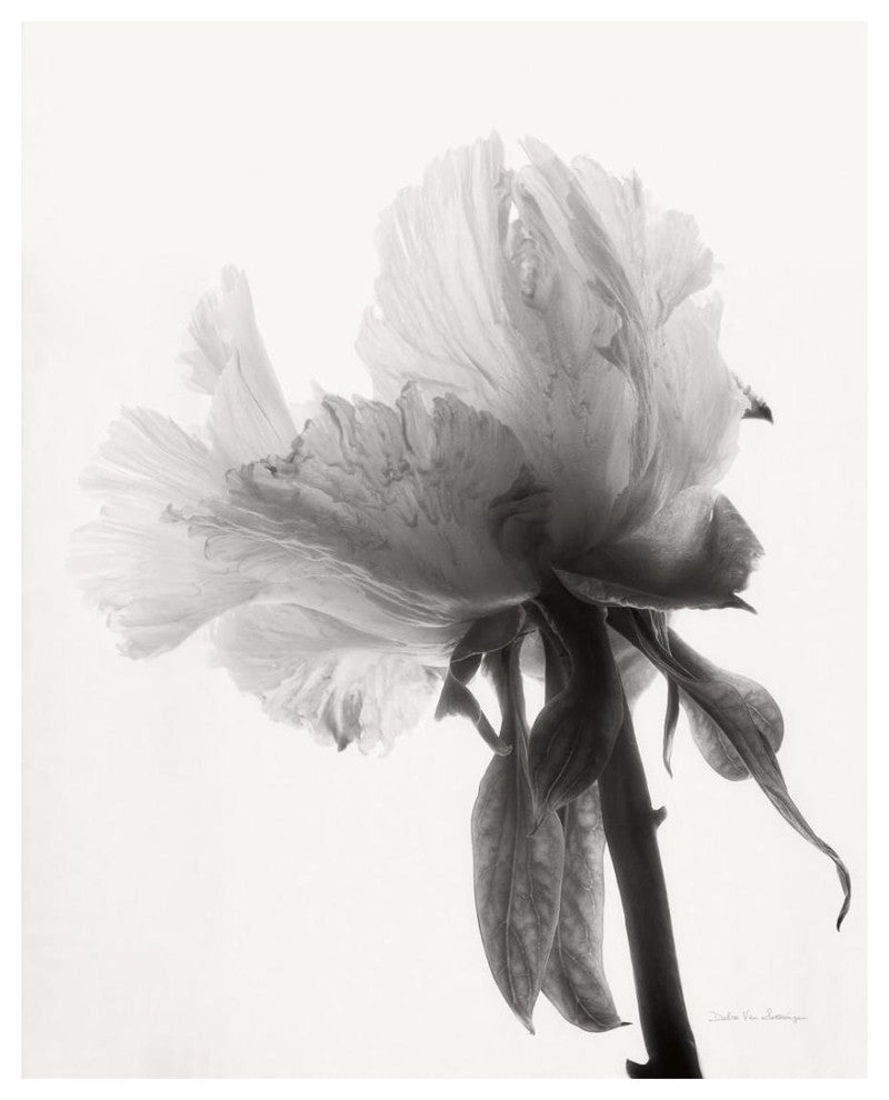 "Translucent Peony VIII - BW" Paper Print by Debra Van Swearingen, 22"x26"