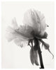 "Translucent Peony VIII - BW" Paper Print by Debra Van Swearingen, 22"x26"