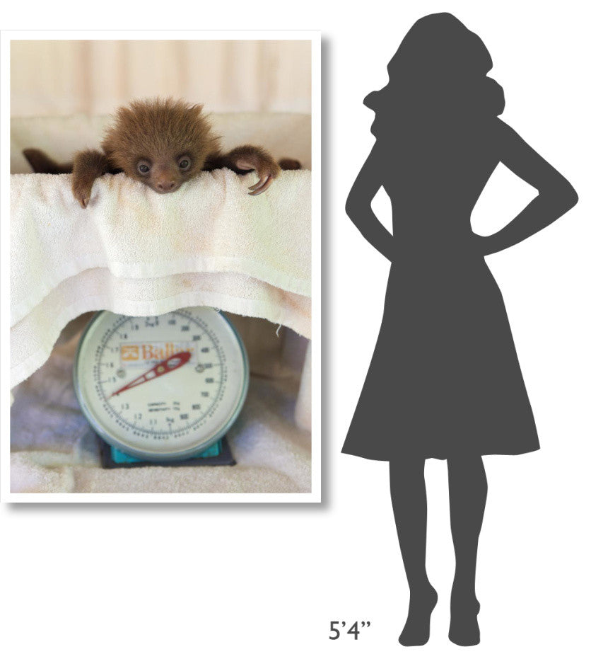 "Hoffmann's 2-toed Sloth on scale, Aviarios Sloth Sanctuary" Paper Art, 34"x50"