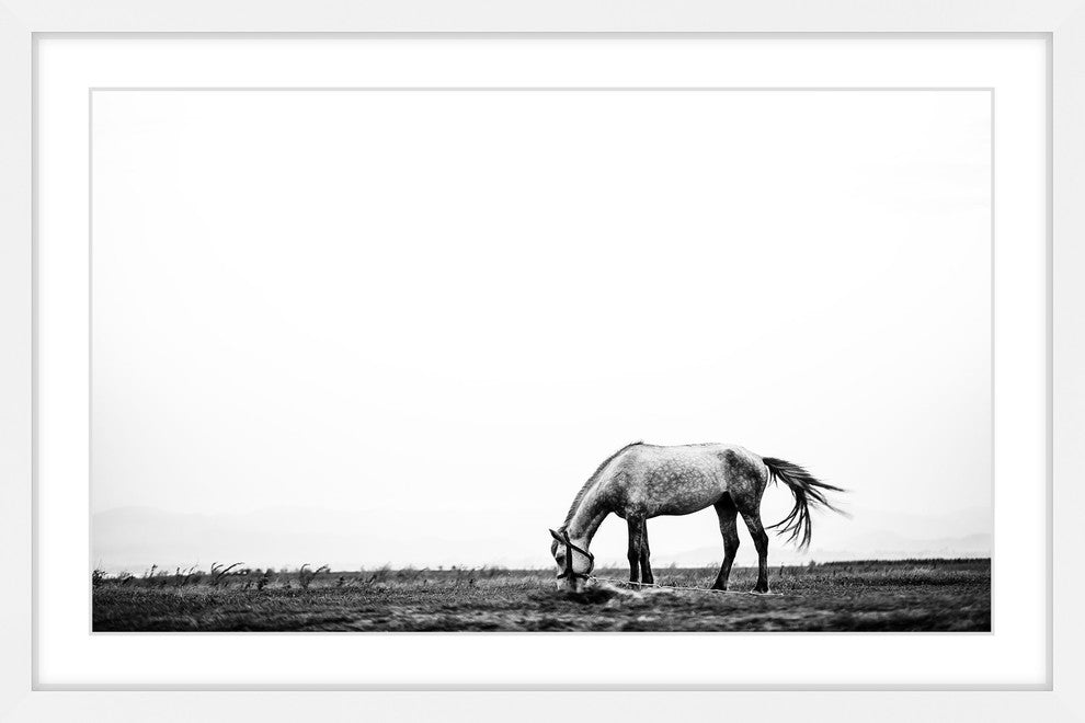 Marmont Hill, "Lone White Equus" Framed Painting Print, 36x24