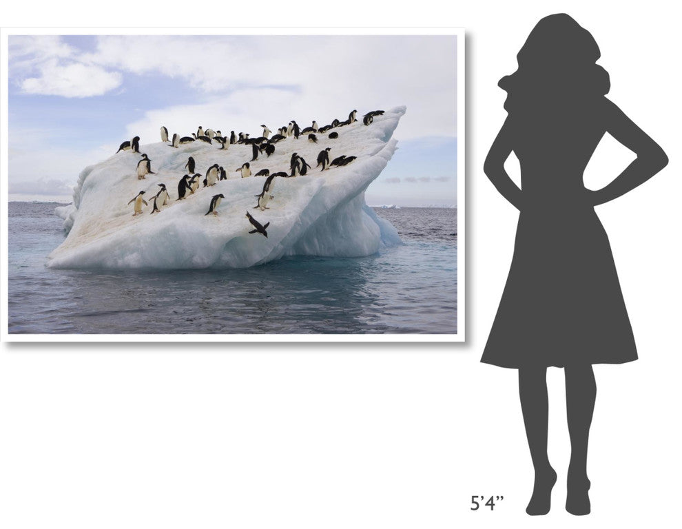 "Adelie Penguin flock on iceberg near Paulet Island" Paper Art, 62"x42"