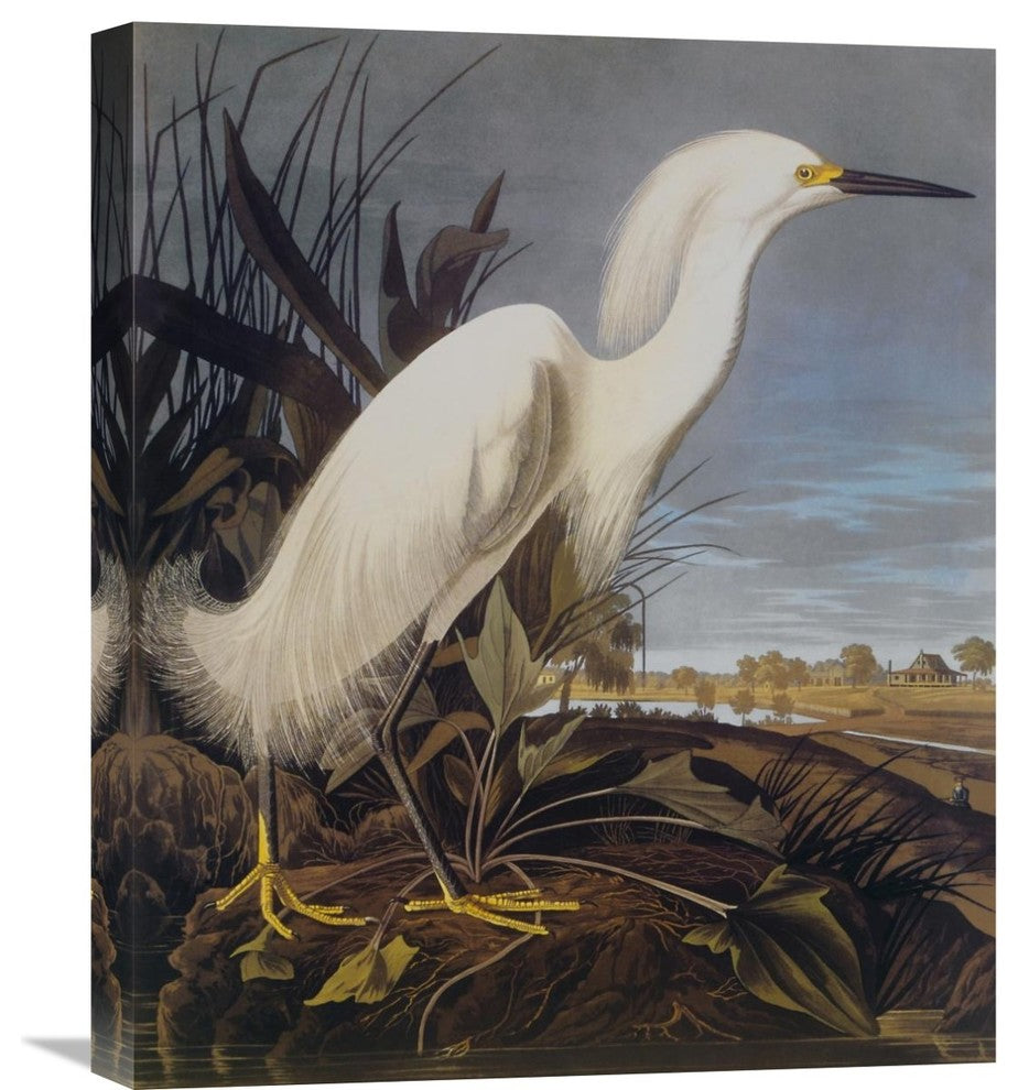 "Snowy Heron Or White Egret" Canvas Giclee by John James Audubon, 18"x22"