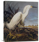 "Snowy Heron Or White Egret" Canvas Giclee by John James Audubon, 18"x22"