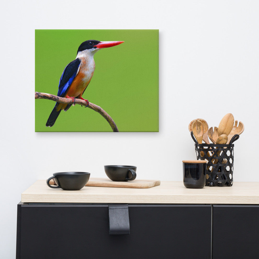 Black Capped Kingfisher Bird on Perch Wildlife Photograph Canvas Wall Art Print, 16" X 20"