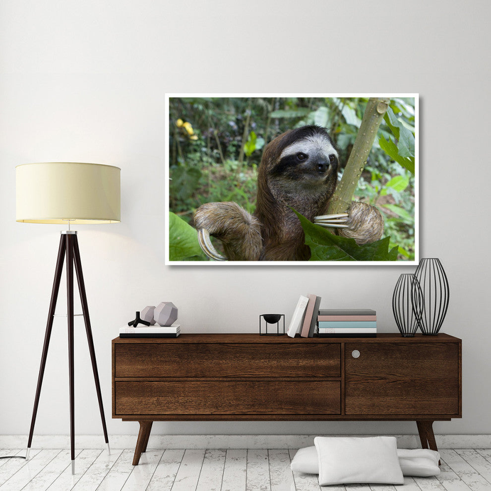 "Brown-throated 3-toed Sloth male, Aviarios Sloth Sanctuary" Paper Art, 62"x42"