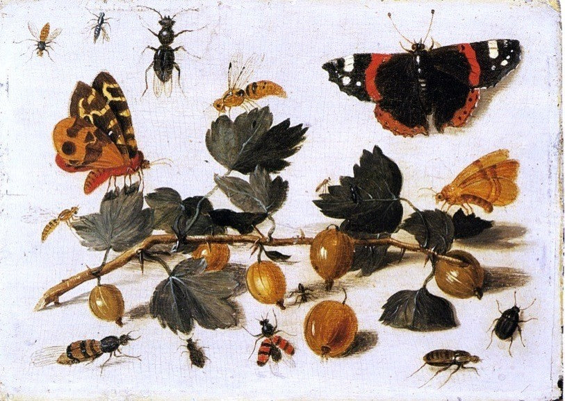 The Elder Jan Van Kessel Butterflies Wrapped Canvas