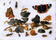 The Elder Jan Van Kessel Butterflies Wrapped Canvas
