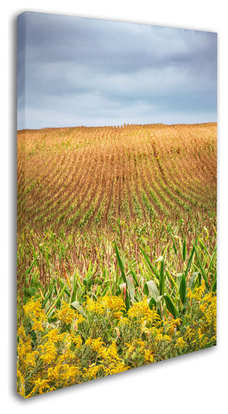 Jason Shaffer 'Corn Field' Canvas Art, 12x19