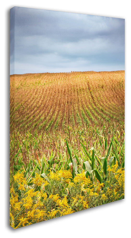 Jason Shaffer 'Corn Field' Canvas Art, 12x19