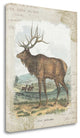 "Woodland Stag II" By Wild Apple Portfolio, Giclee Print on Gallery Wrap Canvas