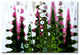 ''Abstract in Pink and Green'' Canvas Art by Martha Guerra