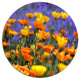Yellow Orange Flower Garden, Floral Round Wall Art, 36"
