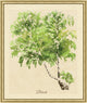 Herbacious Study 4, Giclee Reproduction Artwork