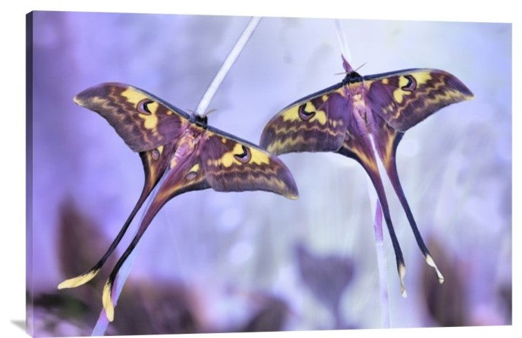 "Actias" Stretched Canvas Giclee by Jimmy Hoffman, 36x24"