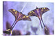 "Actias" Stretched Canvas Giclee by Jimmy Hoffman, 36x24"