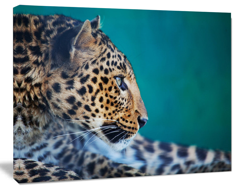 Vigilant Leopard Close Up View, Extra Large African Canvas Art Print, 20"x12"