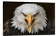 "Fierce" Stretched Canvas Giclee by Jimmy Hoffman, 36x24"