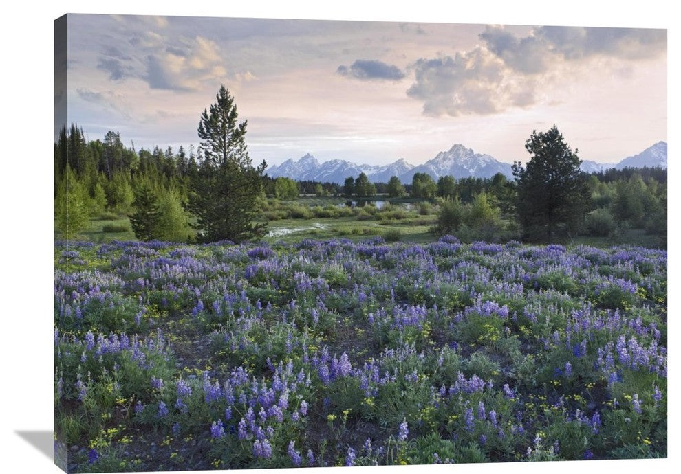 "Lupine Meadow, Grand Teton National Park, Wyoming" Artwork, 40" x 30"
