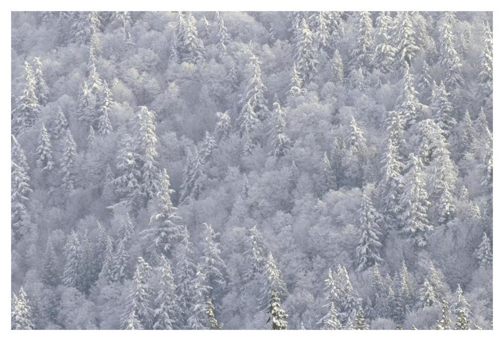 "Winter forest, British Columbia" Digital Paper Print by Tim Fitzharris, 38"x26"