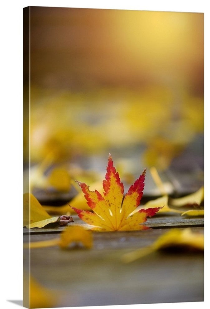 "In Love With Light" Wrapped Canvas Art Print, 24"x36"x1.5"