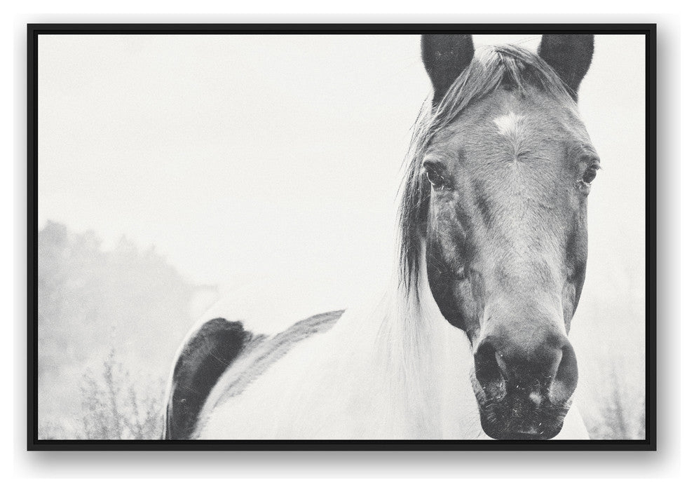 Black and White Lone Horse 32x48 Black Floating Framed Canvas