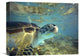 "Green Sea Turtle, Balicasag Island, Philippines" Artwork, 16" x 12"