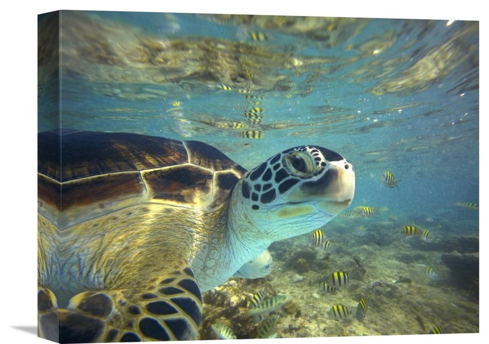 "Green Sea Turtle, Balicasag Island, Philippines" Artwork, 16" x 12"