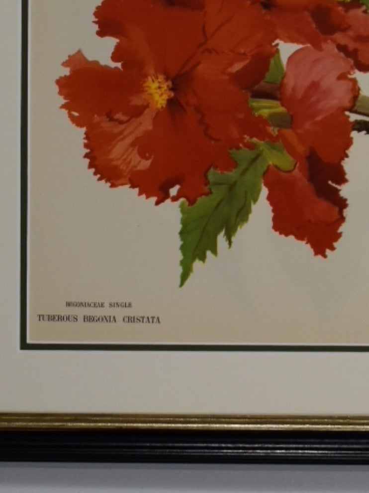 Original Vintage Paris Begonia Flower Framed Print