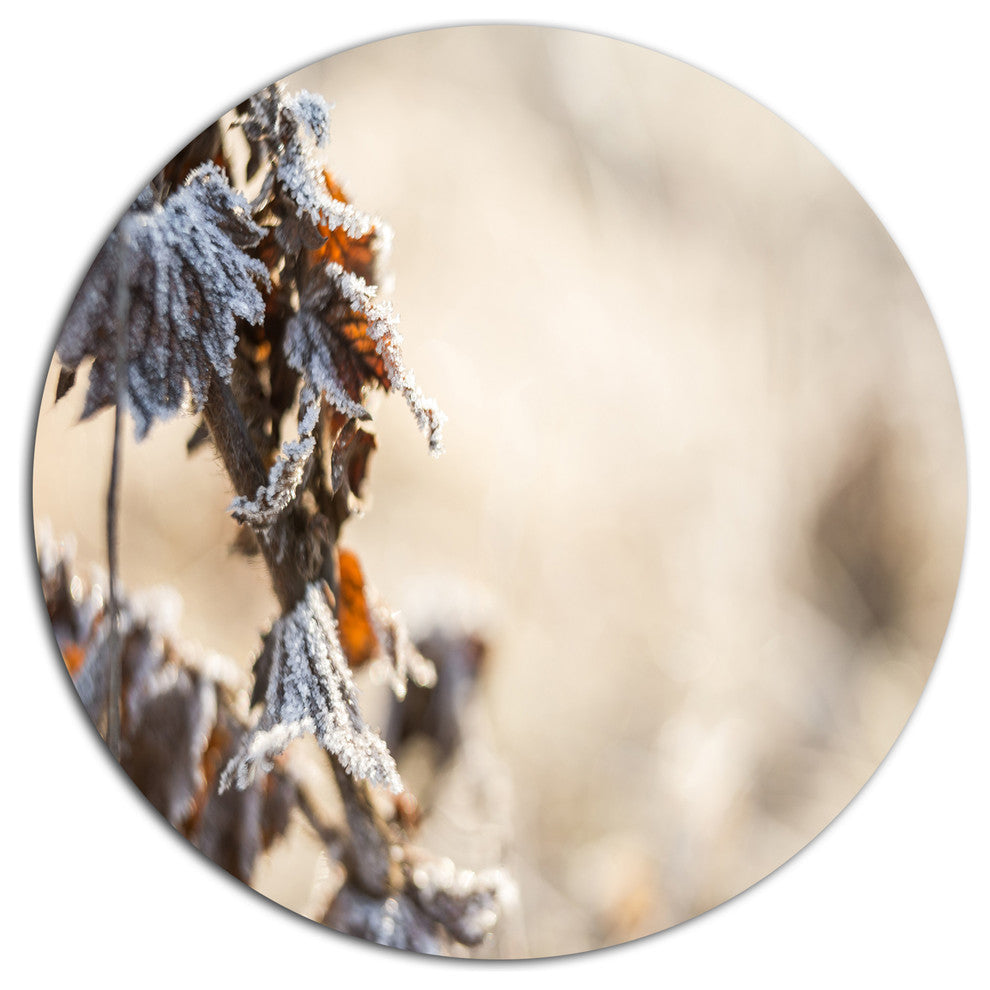 Beautiful Grass Covered With Ice, Modern Floral Round Wall Art, 38"