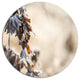 Beautiful Grass Covered With Ice, Modern Floral Round Wall Art, 38"