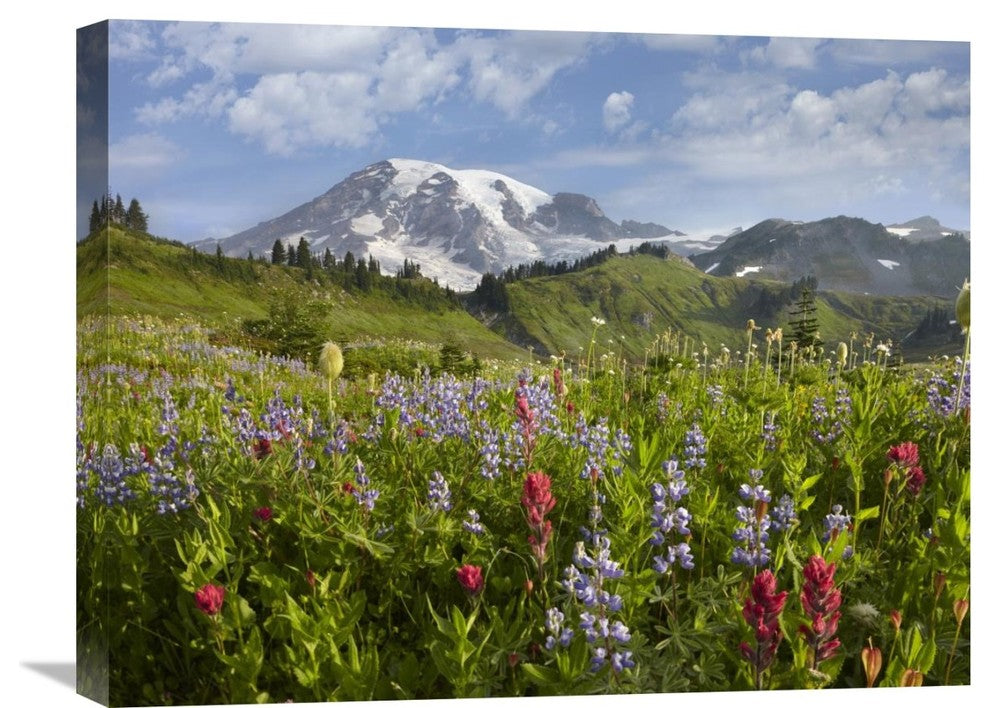 "Paradise Meadow And Mount Rainier, Washington" Artwork