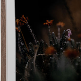 First Bloom By Annie Spratt