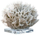 Ribbon Coral, White
