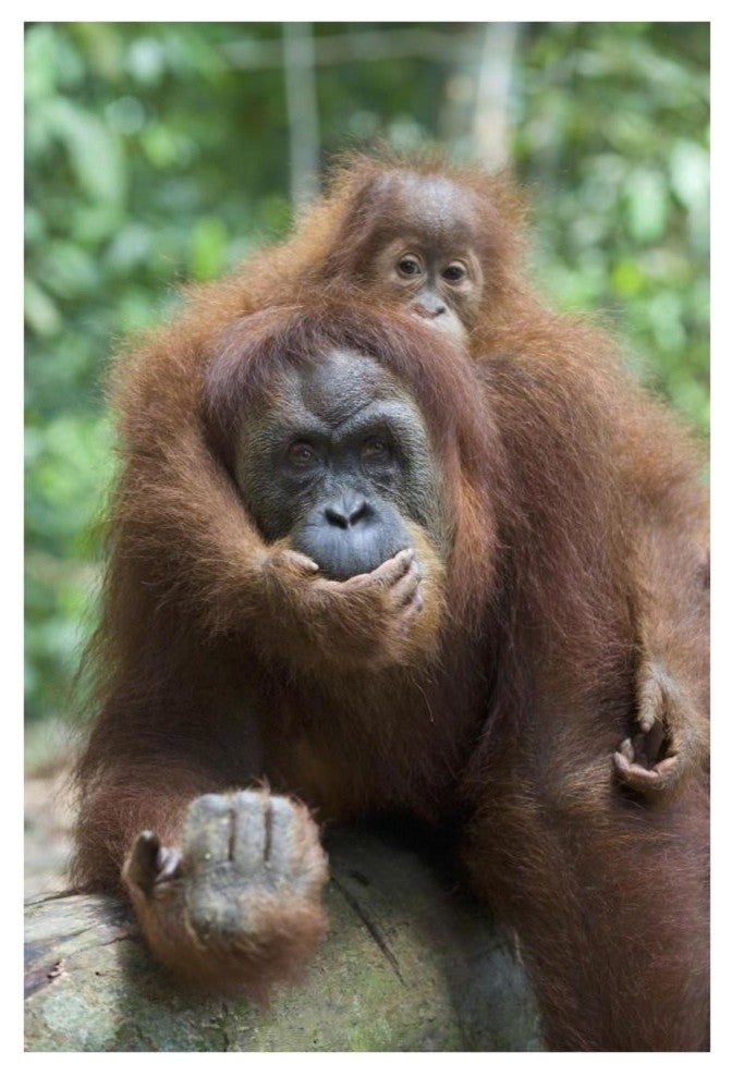 "Sumatran Orangutan mother and playful baby, north Sumatra" Paper Art, 26"x38"