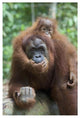 "Sumatran Orangutan mother and playful baby, north Sumatra" Paper Art, 26"x38"