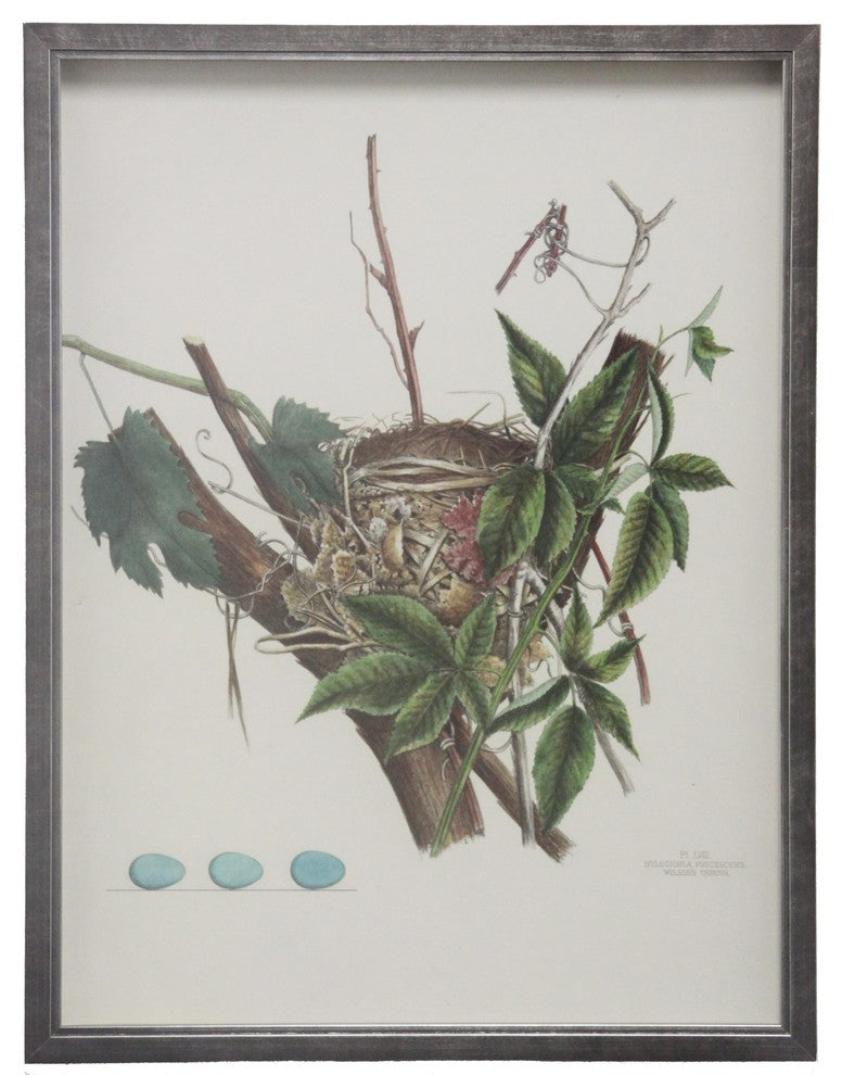 Bird Nest Plate LVII, Pewter Shadowbox