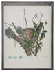 Bird Nest Plate LVII, Pewter Shadowbox