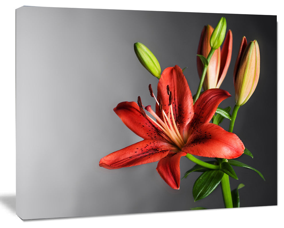 Cute Red Lily Flower over Black, Flowers Canvas Wall Artwork, 40"x30"