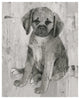 "Paco in Grey Tones" Digital Paper Print by Albena Hristova, 18"x22"
