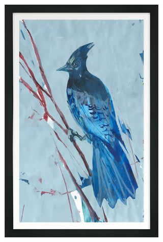 Blue Jay 3 Fine Art Print, Black, 30"x20"