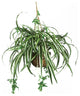 Spider Hanging Basket Silk Plant