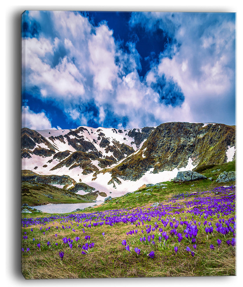 "Spring Blooming Crocus Flowers" Canvas Print