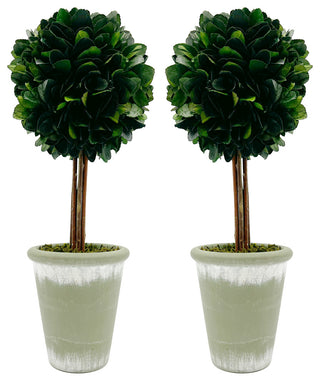 Pair of preserved boxwood topiaries on white background (shows the product pair).
